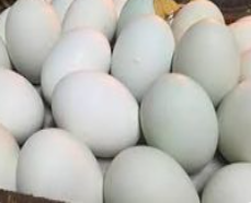 Trứng vịt tươi - Thực Phẩm Trứng Ngon - Công Ty TNHH Miras